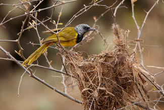 Wielewaalzanger - Hypergerus atriceps